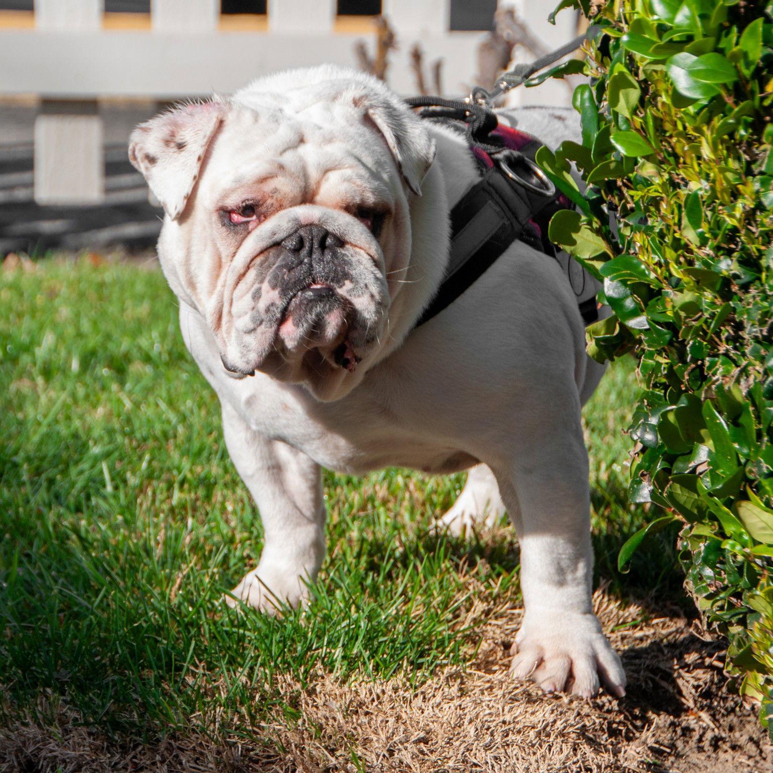 Enlarge Mack, a Adoptable English Bulldog in San Jose, CA image 3/3