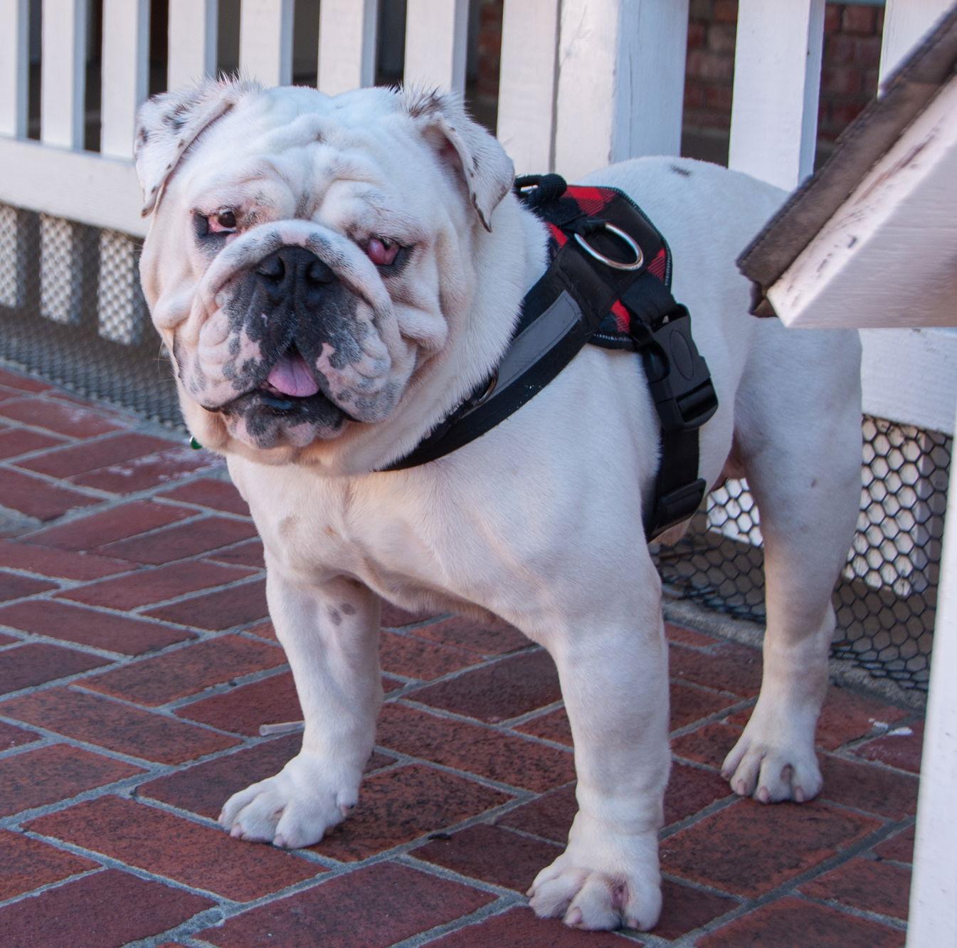 Enlarge Mack, a Adoptable English Bulldog in San Jose, CA image 1/3