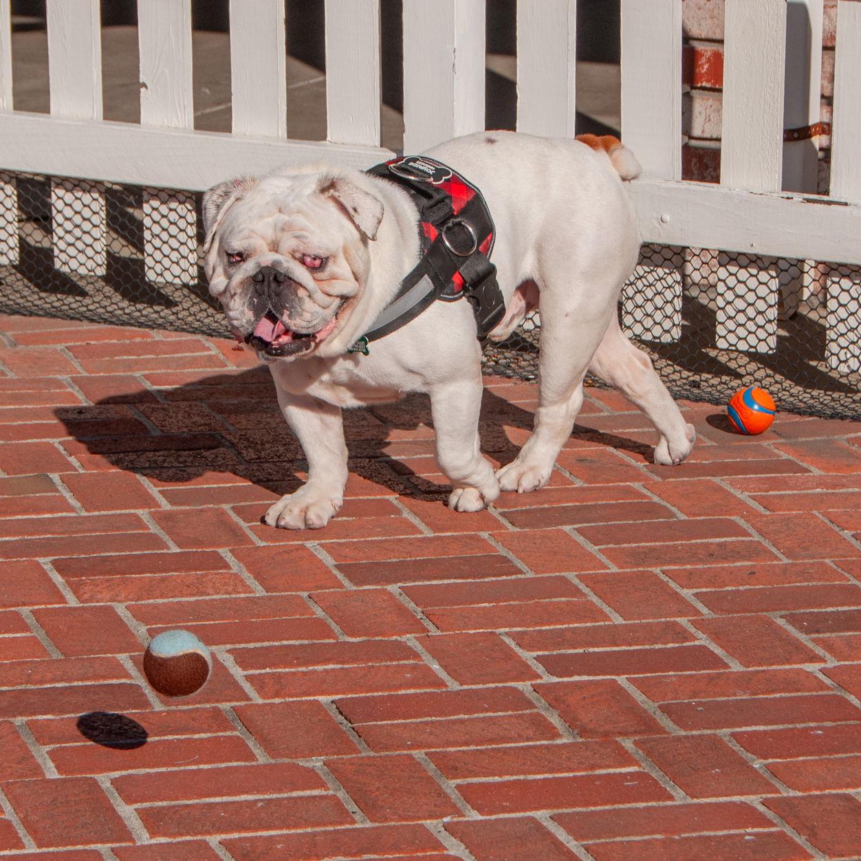 Enlarge Mack, a Adoptable English Bulldog in San Jose, CA image 2/3