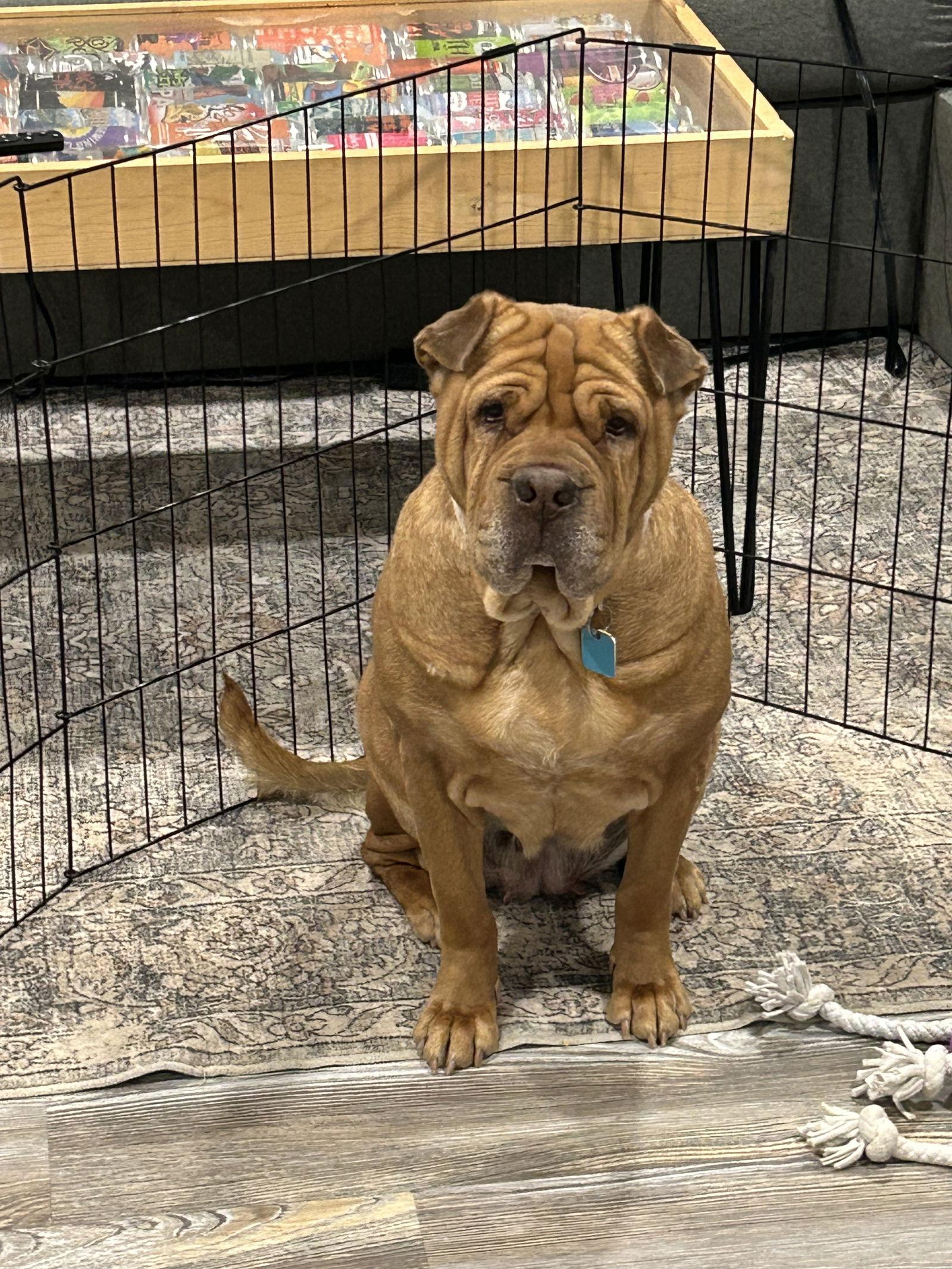 Gertrude, a Adoptable mixed breed in Ft Collins, CO image 1/3