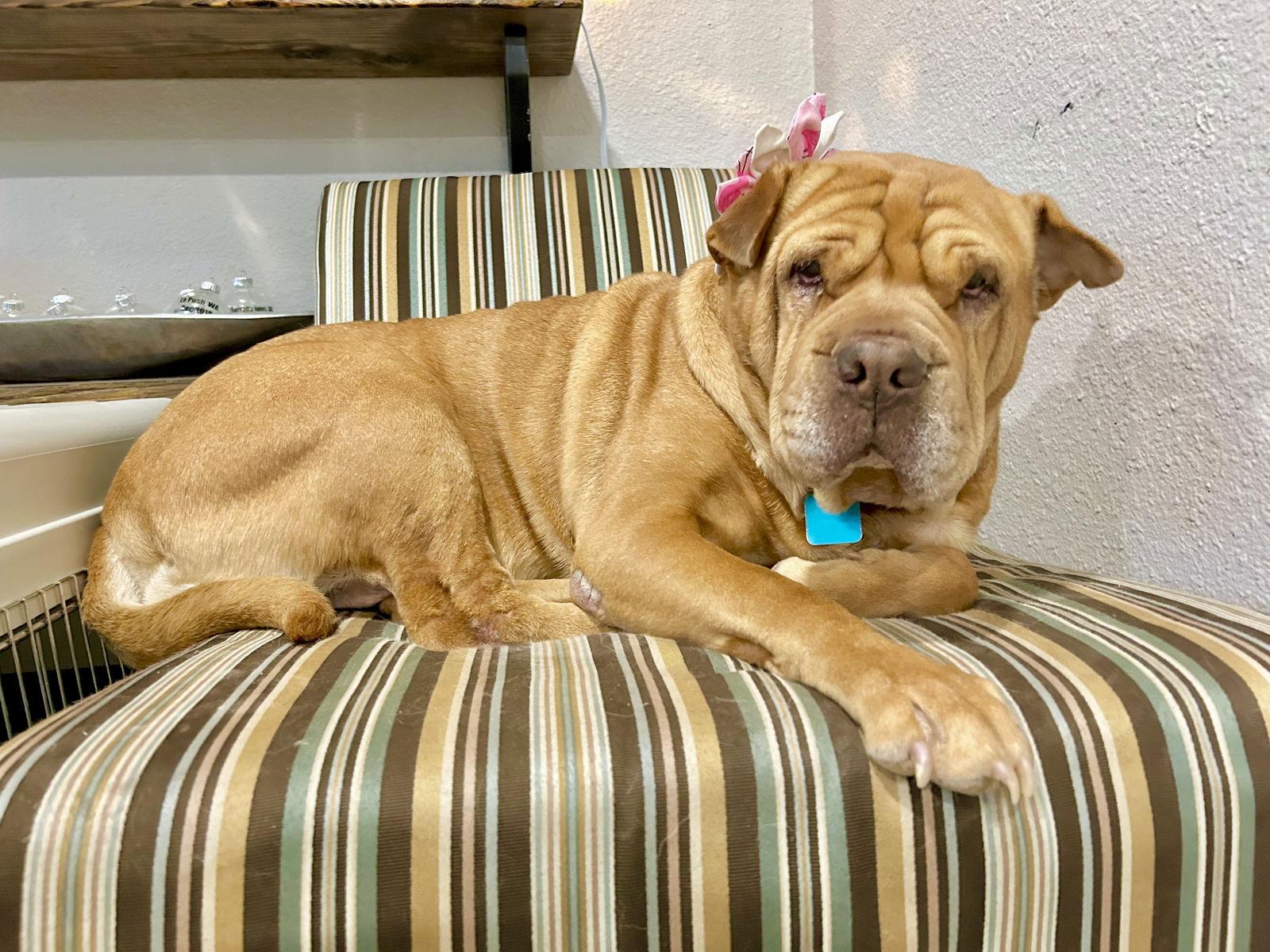 Gertrude, a Adoptable mixed breed in Ft Collins, CO image 2/3