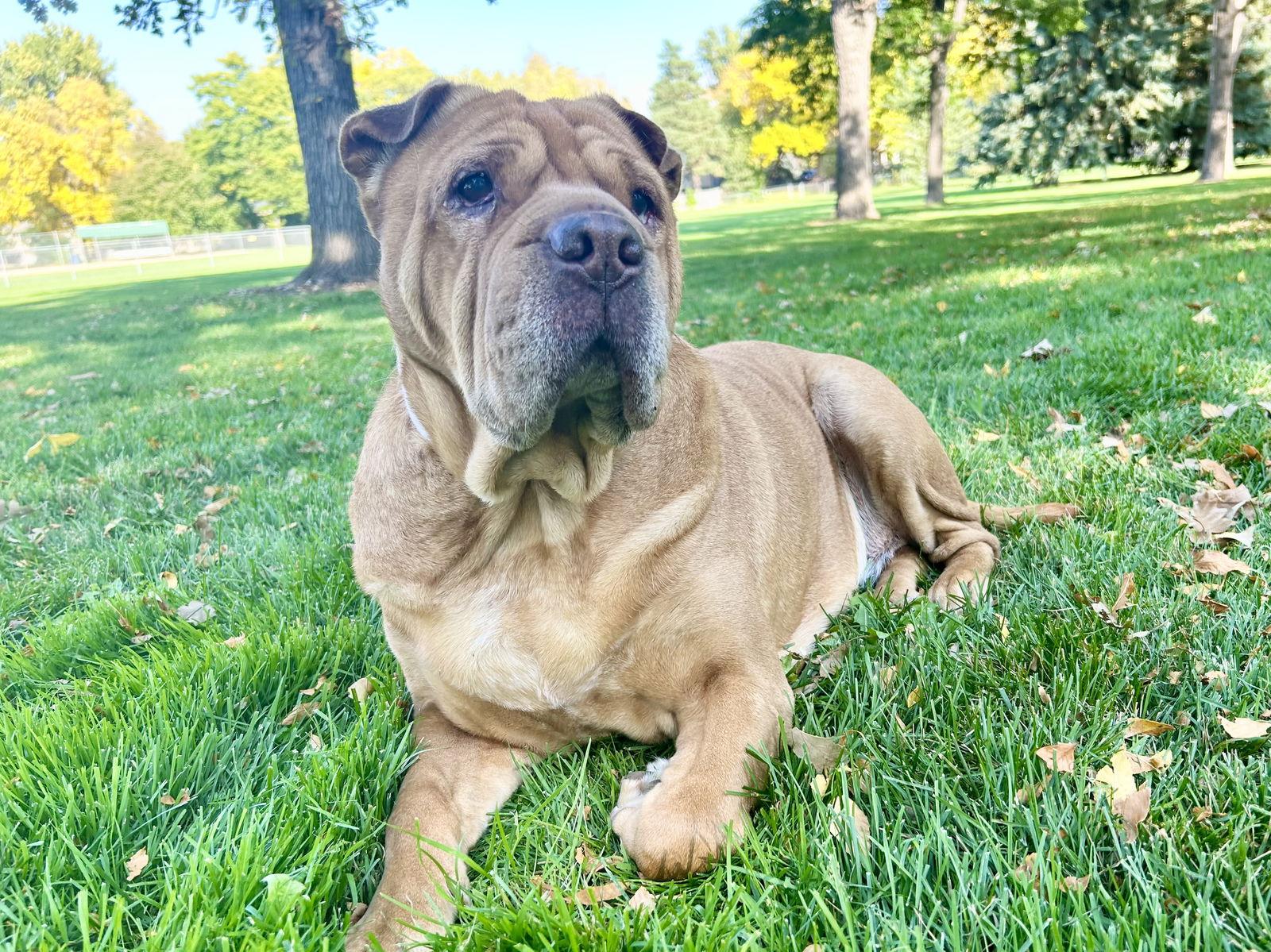 Gertrude, a Adoptable mixed breed in Ft Collins, CO image 3/3
