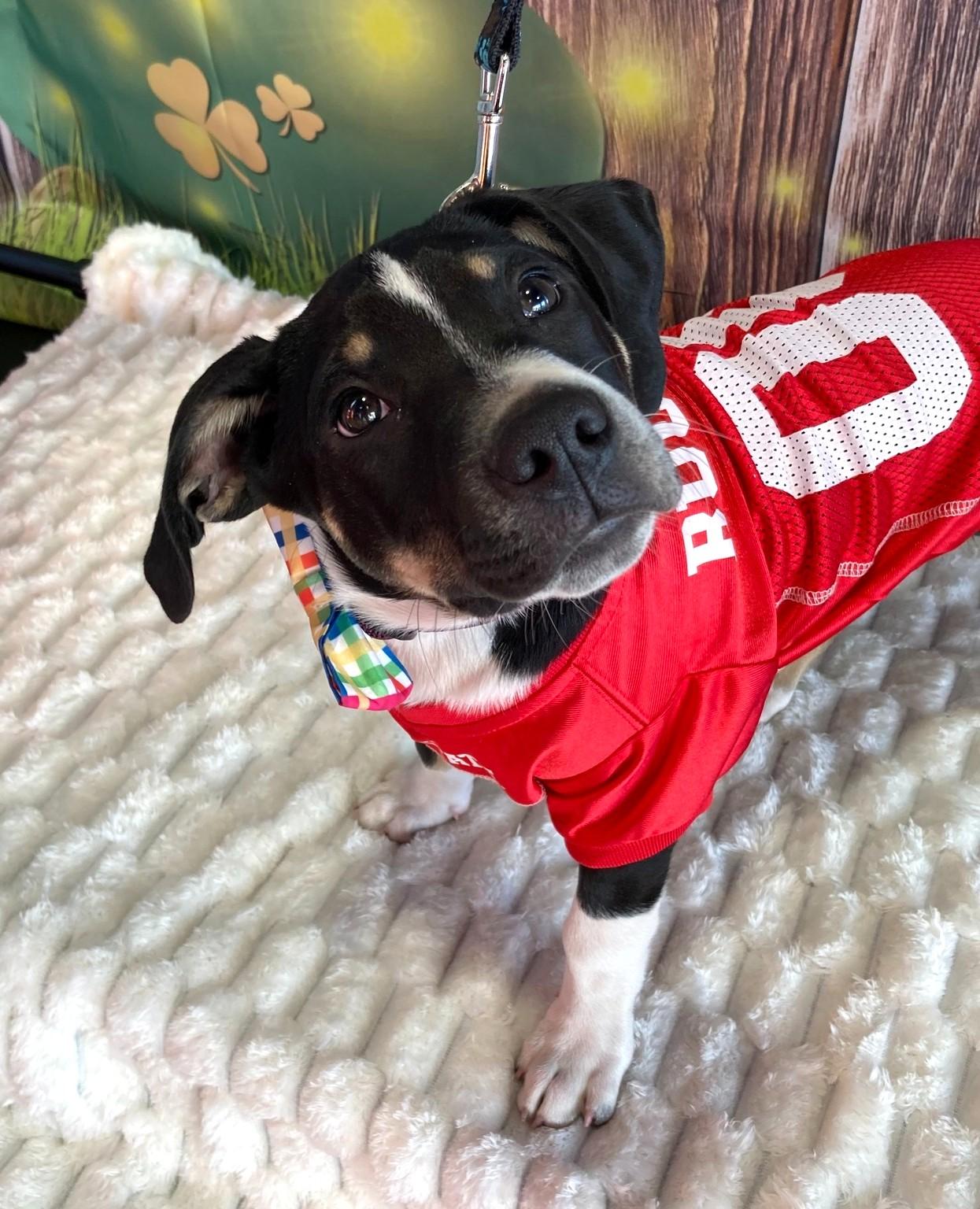 Enlarge Ryder, a Adoptable mixed breed in New Albany, OH image 5/6