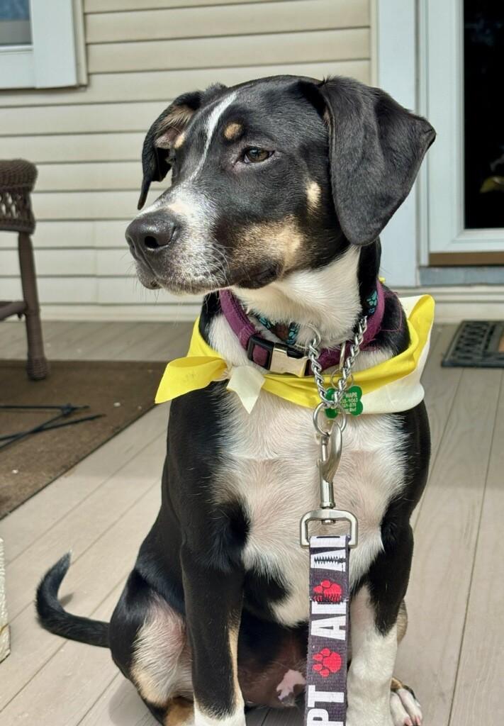 Ryder, Adoptable, Puppy Male Hound & Miniature Pinscher.