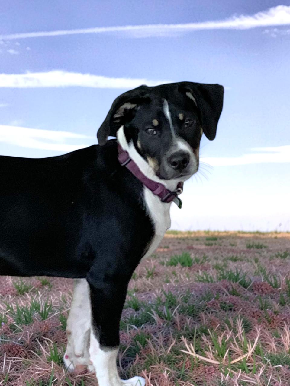 Enlarge Ryder, a Adoptable mixed breed in New Albany, OH image 2/6