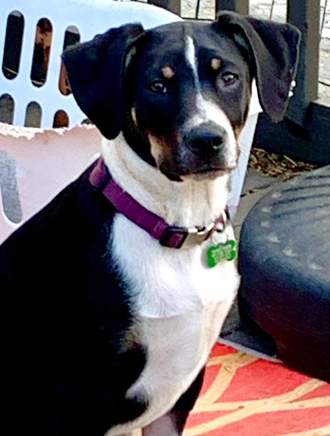 Enlarge Ryder, a Adoptable mixed breed in New Albany, OH image 4/6