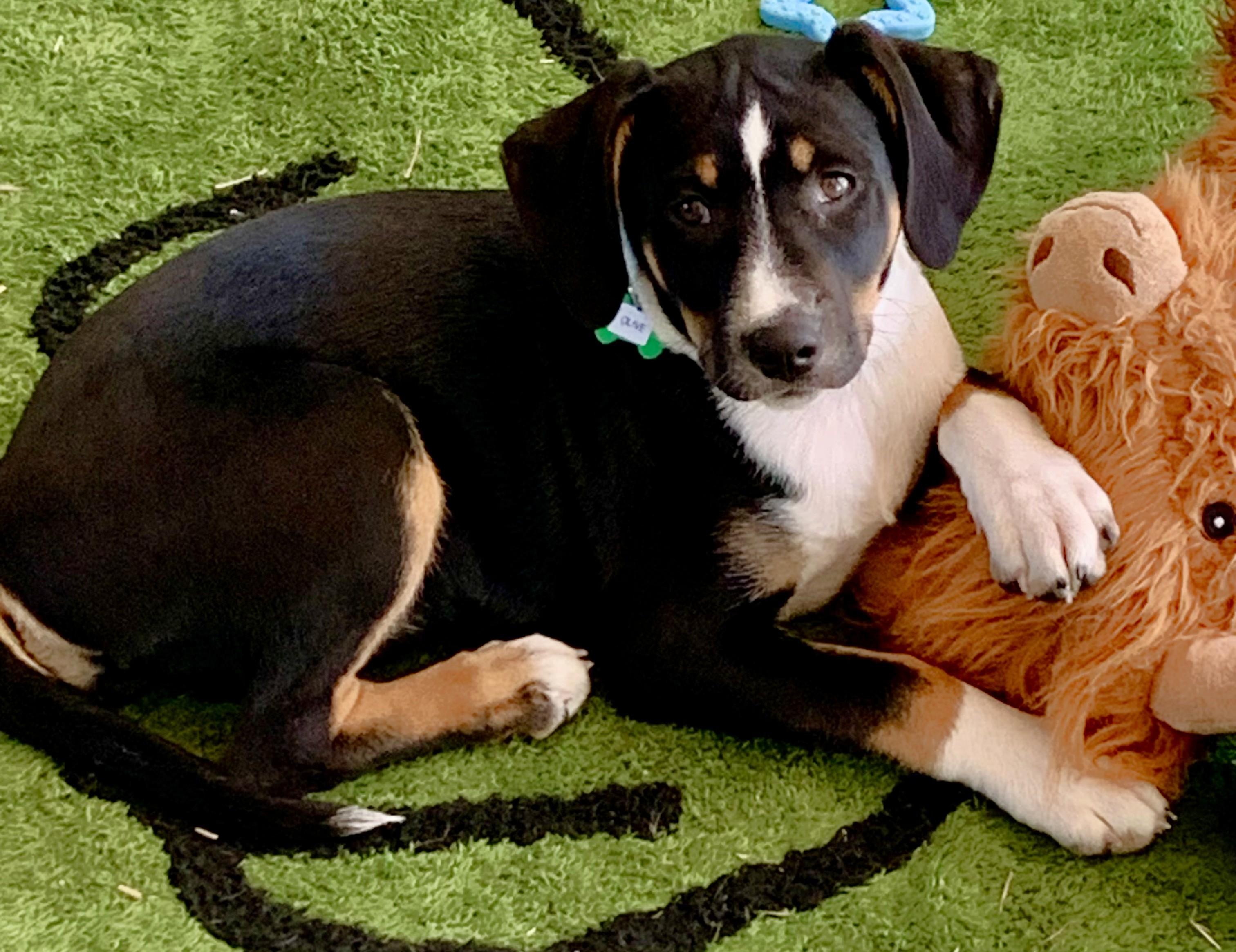 Enlarge Ryder, a Adoptable mixed breed in New Albany, OH image 3/6