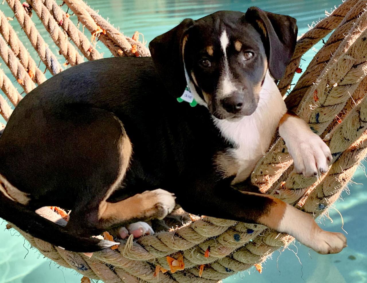 Enlarge Ryder, a Adoptable mixed breed in New Albany, OH image 6/6