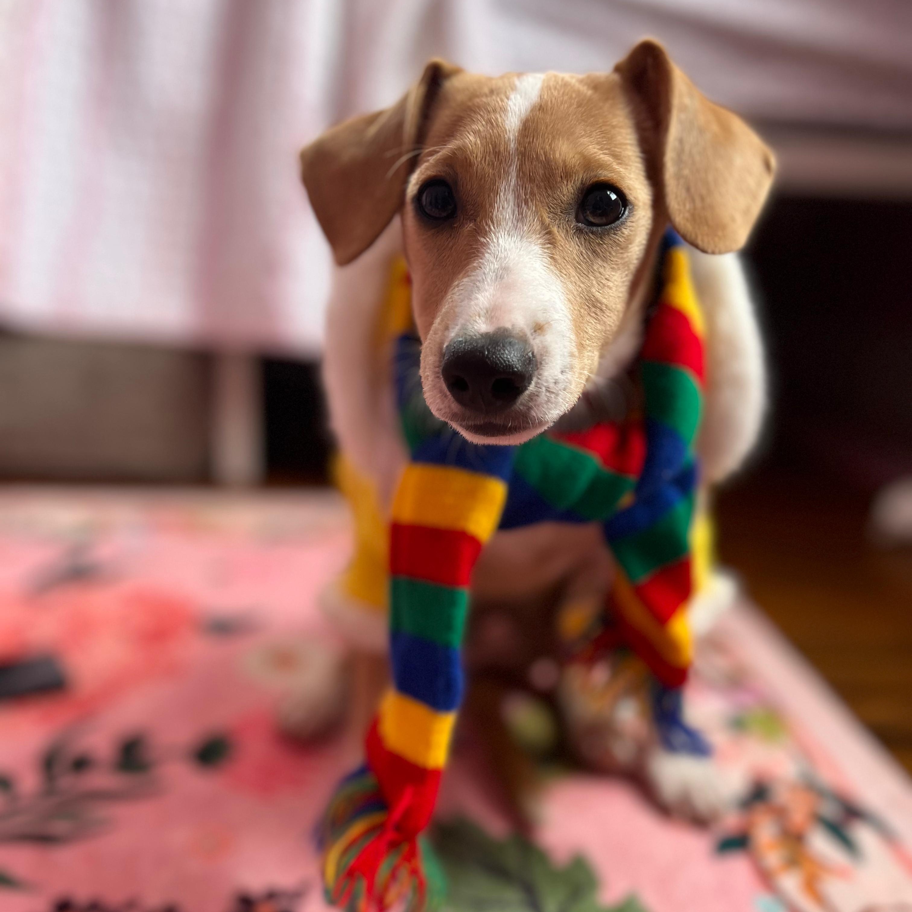 Enlarge Hazel, a ADOPTABLE mixed breed in Baltimore, MD image 1/3