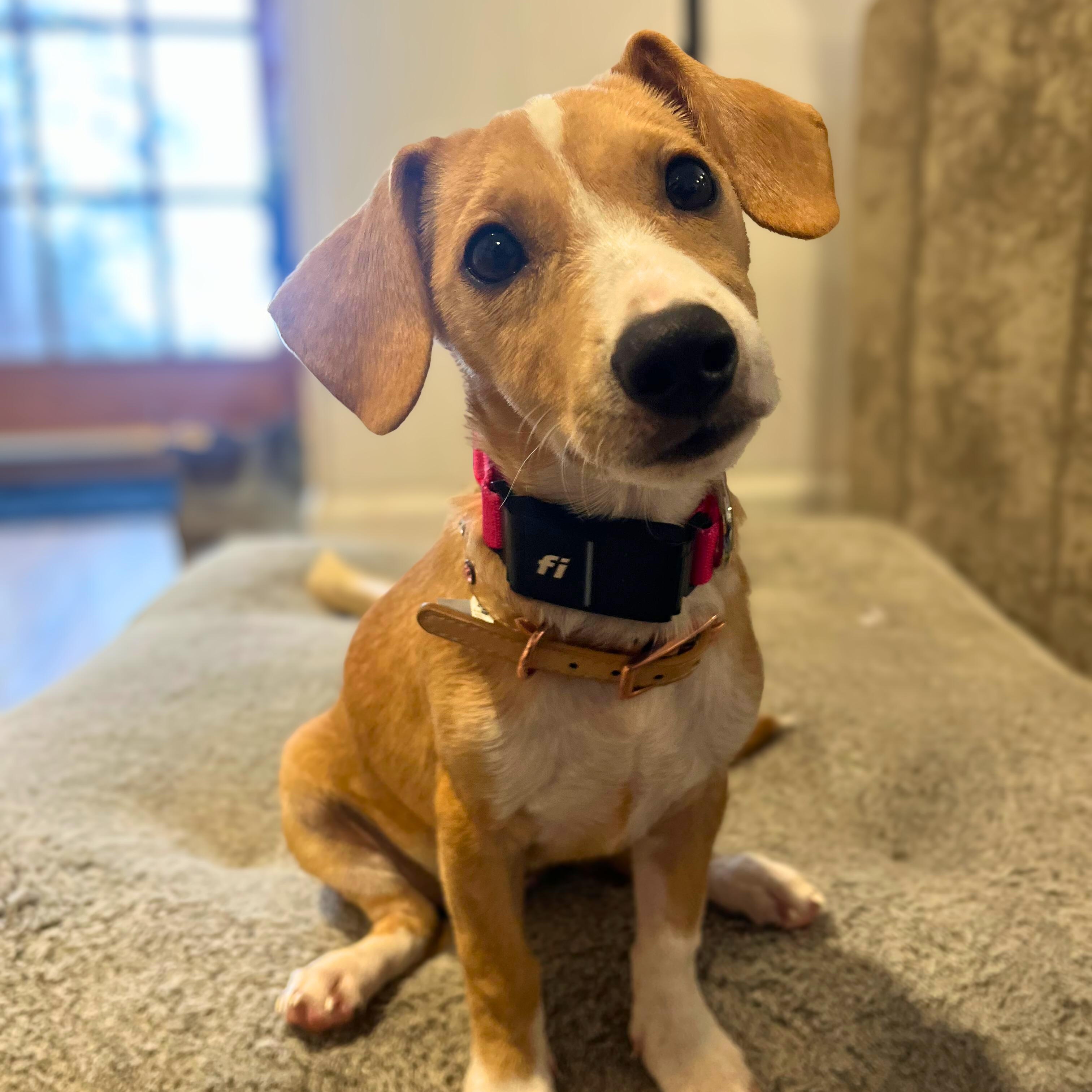 Enlarge Hazel, a ADOPTABLE mixed breed in Baltimore, MD image 2/3