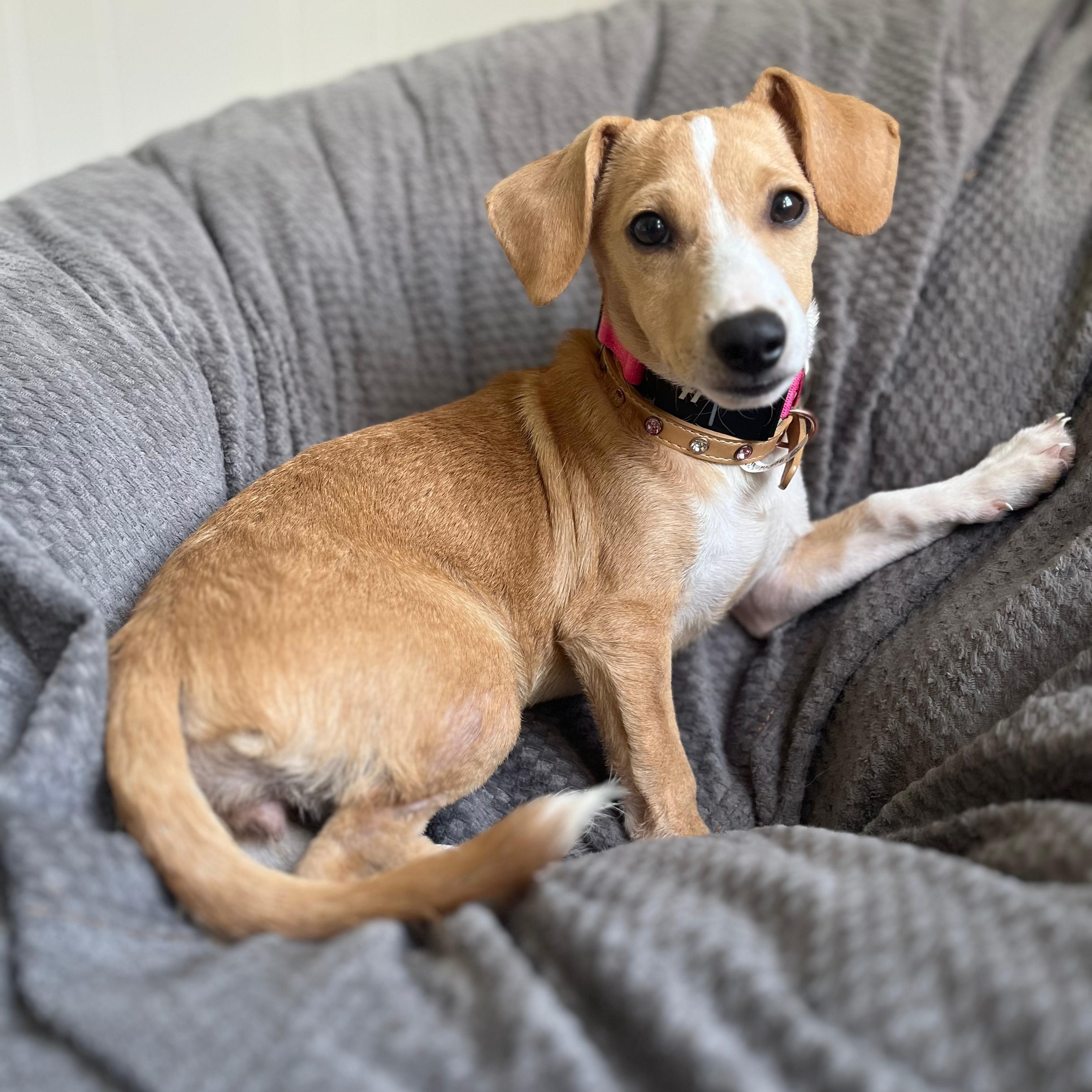 Enlarge Hazel, a ADOPTABLE mixed breed in Baltimore, MD image 3/3