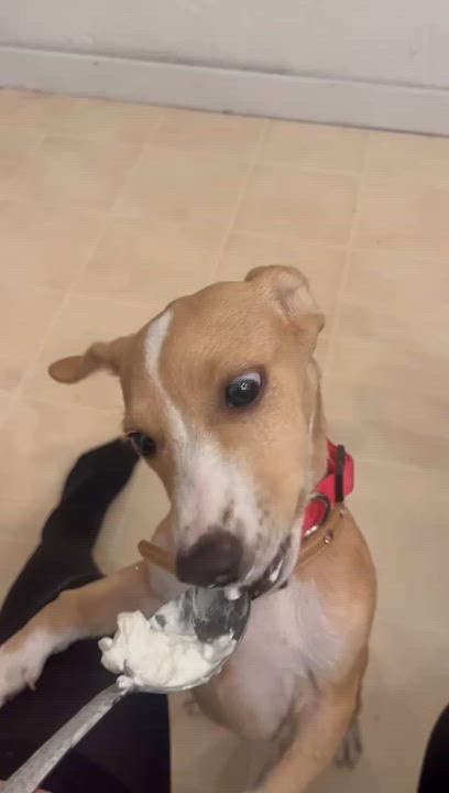 Enlarge Hazel, an adopted mixed breed in Baltimore, MD video 4/4