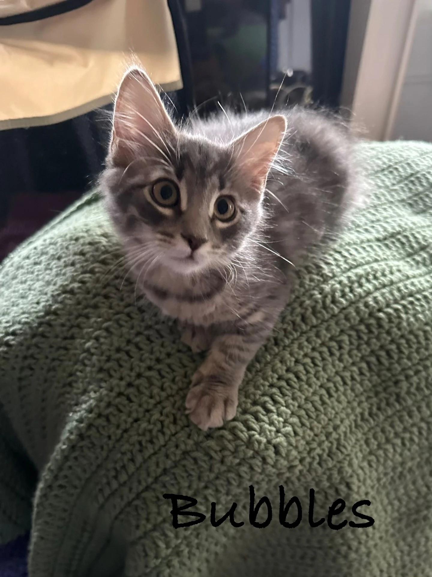 Enlarge Bubbles, a Adoptable Domestic Short Hair in Maple Shade, NJ image 2/2