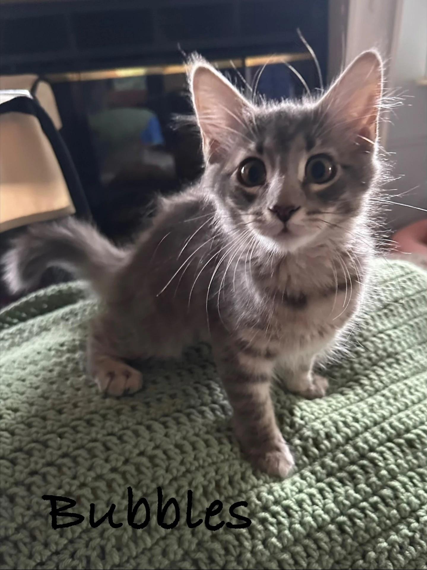 Enlarge Bubbles, a Adoptable Domestic Short Hair in Maple Shade, NJ image 1/2