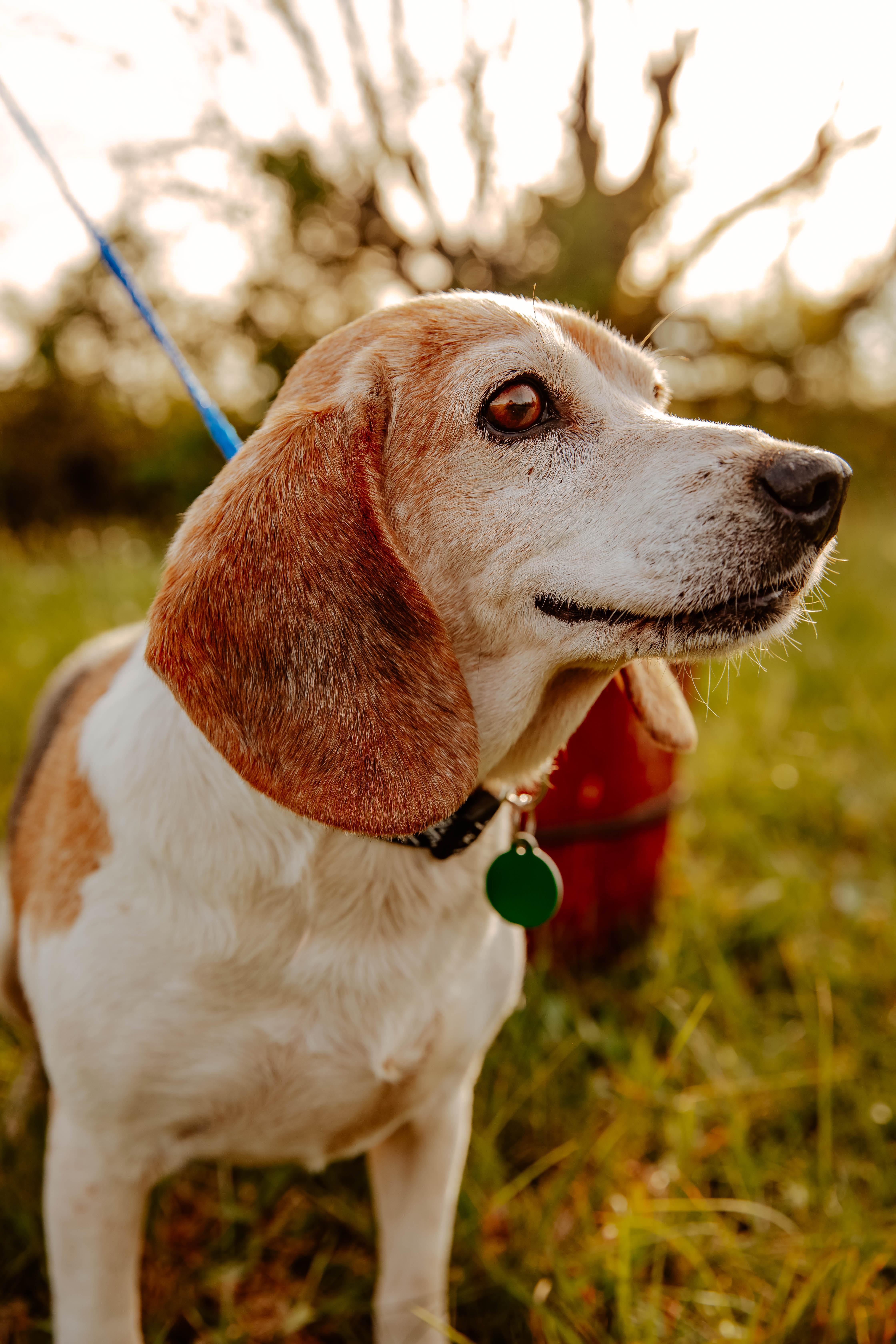 Enlarge Huckleberry, a ADOPTABLE Beagle in Dowelltown, TN image 3/3