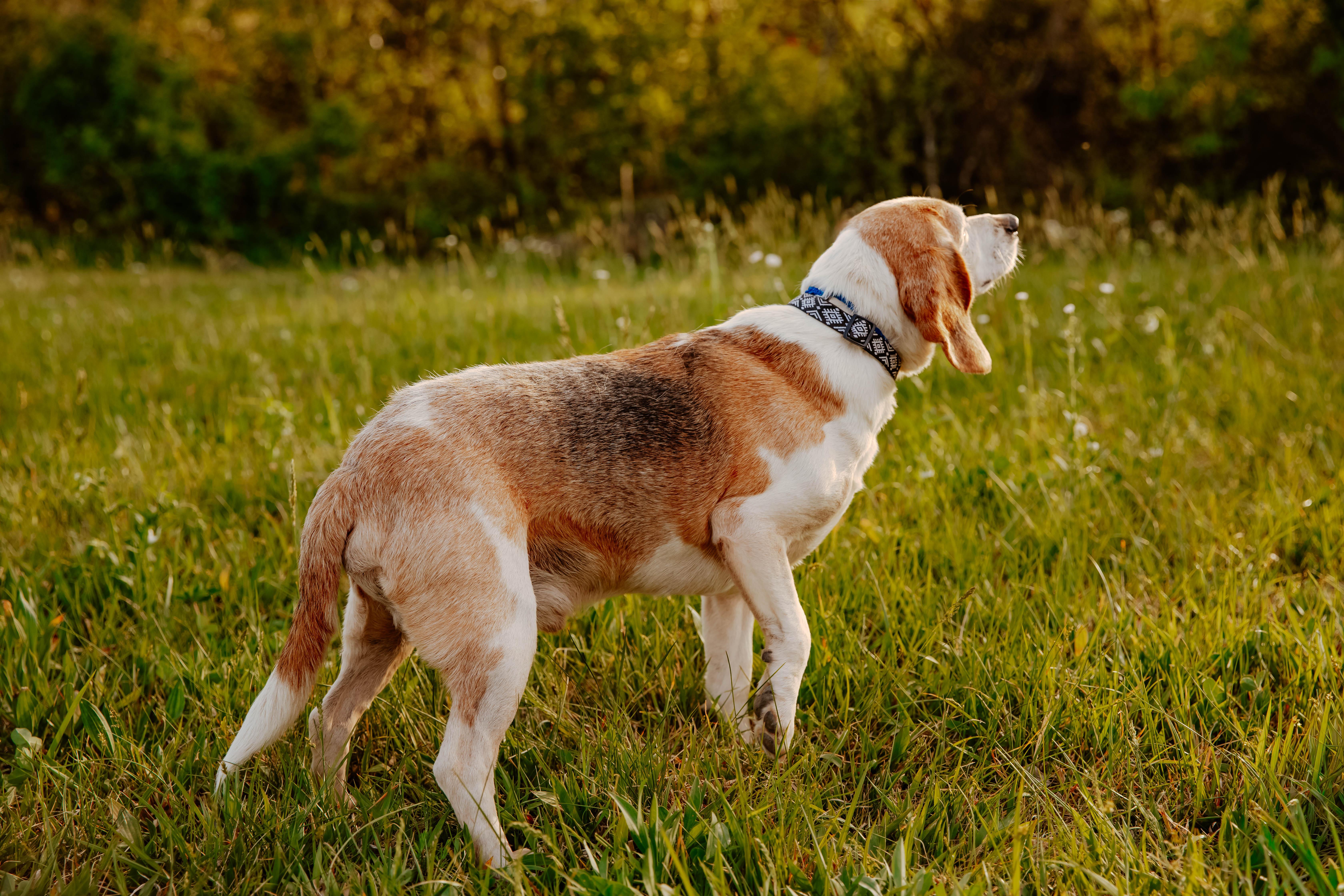 Enlarge Huckleberry, a ADOPTABLE Beagle in Dowelltown, TN image 2/3