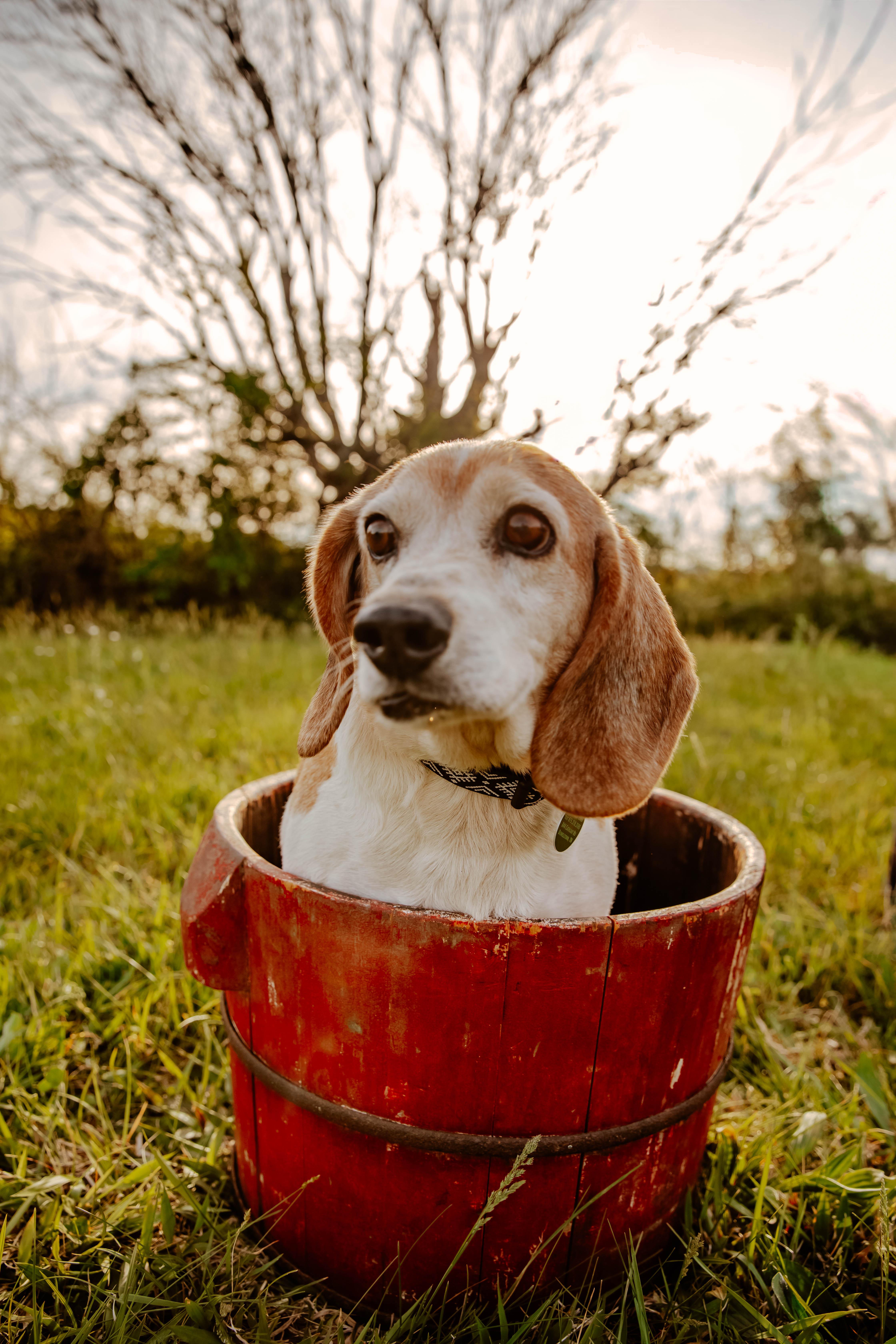 Huckleberry, ADOPTABLE, Adult Male Beagle.