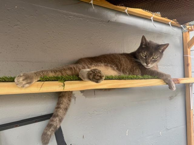 Enlarge Smokey, a Adoptable Domestic Short Hair in largo, FL image 1/1