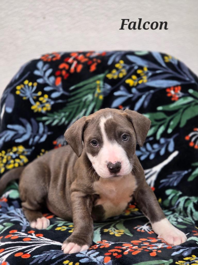 Falcon, Adoptable, Puppy Male Labrador Retriever & Spaniel.