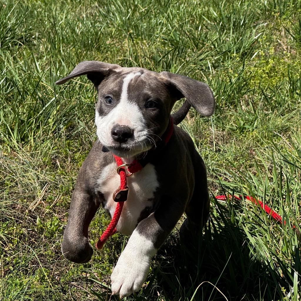 Enlarge Falcon, a Adoptable mixed breed in Clinton, SC image 2/2
