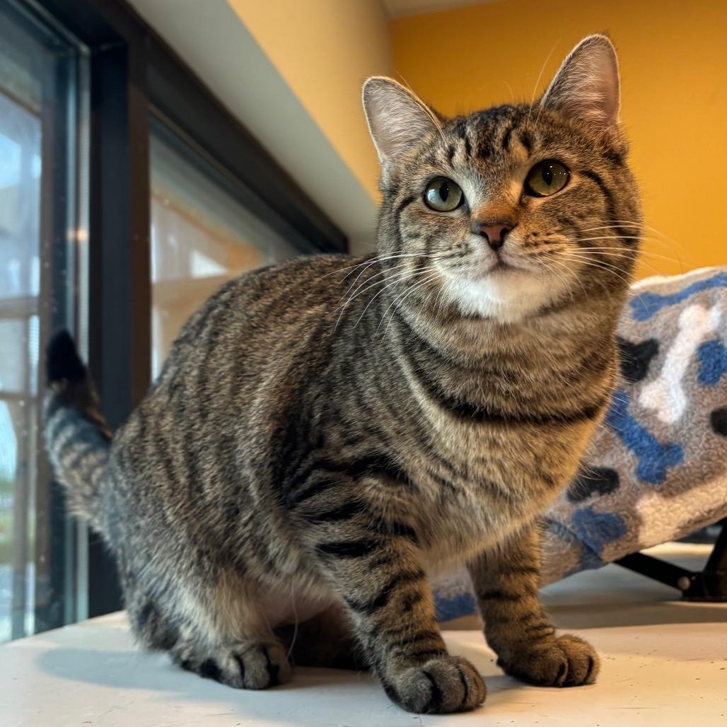 Gigi, Adoptable, Young Female Domestic Short Hair.