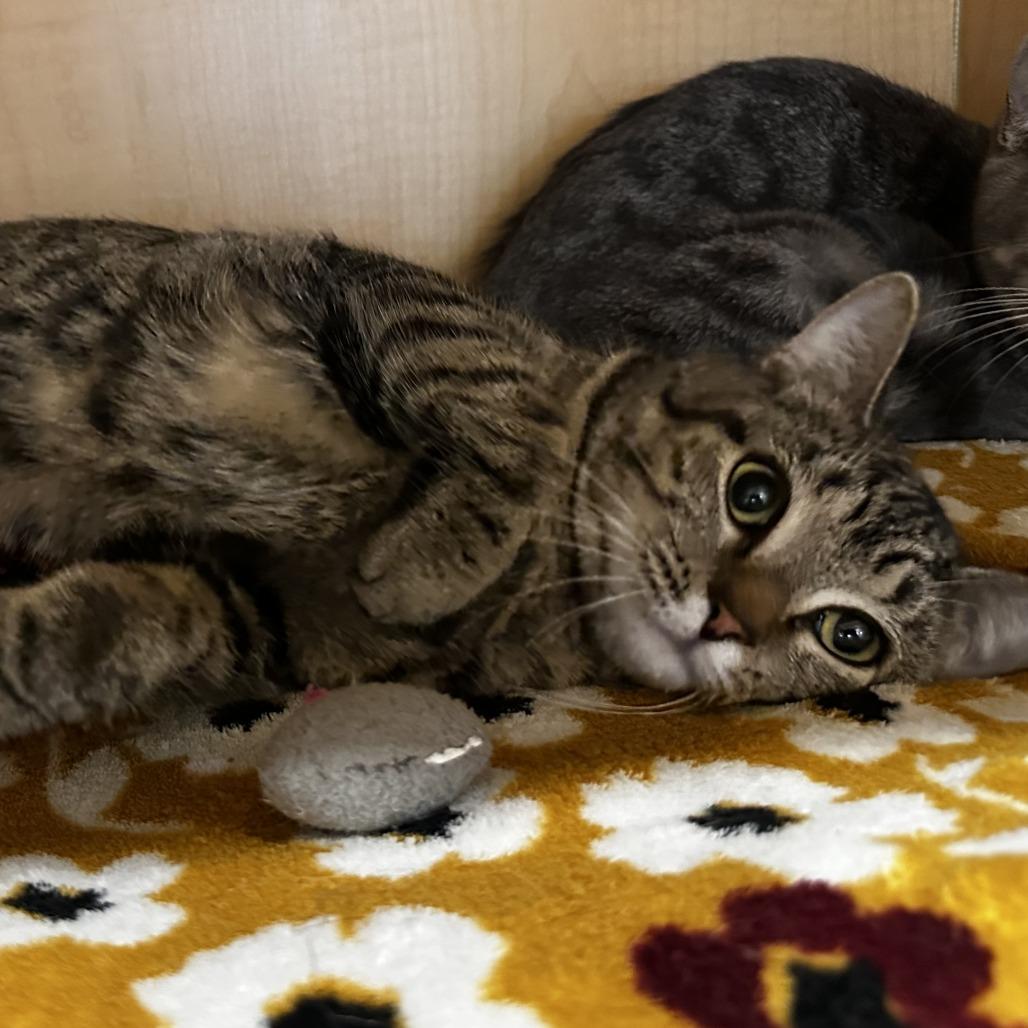 Enlarge Gigi, a Adoptable Domestic Short Hair in Washington Township, OH image 2/6