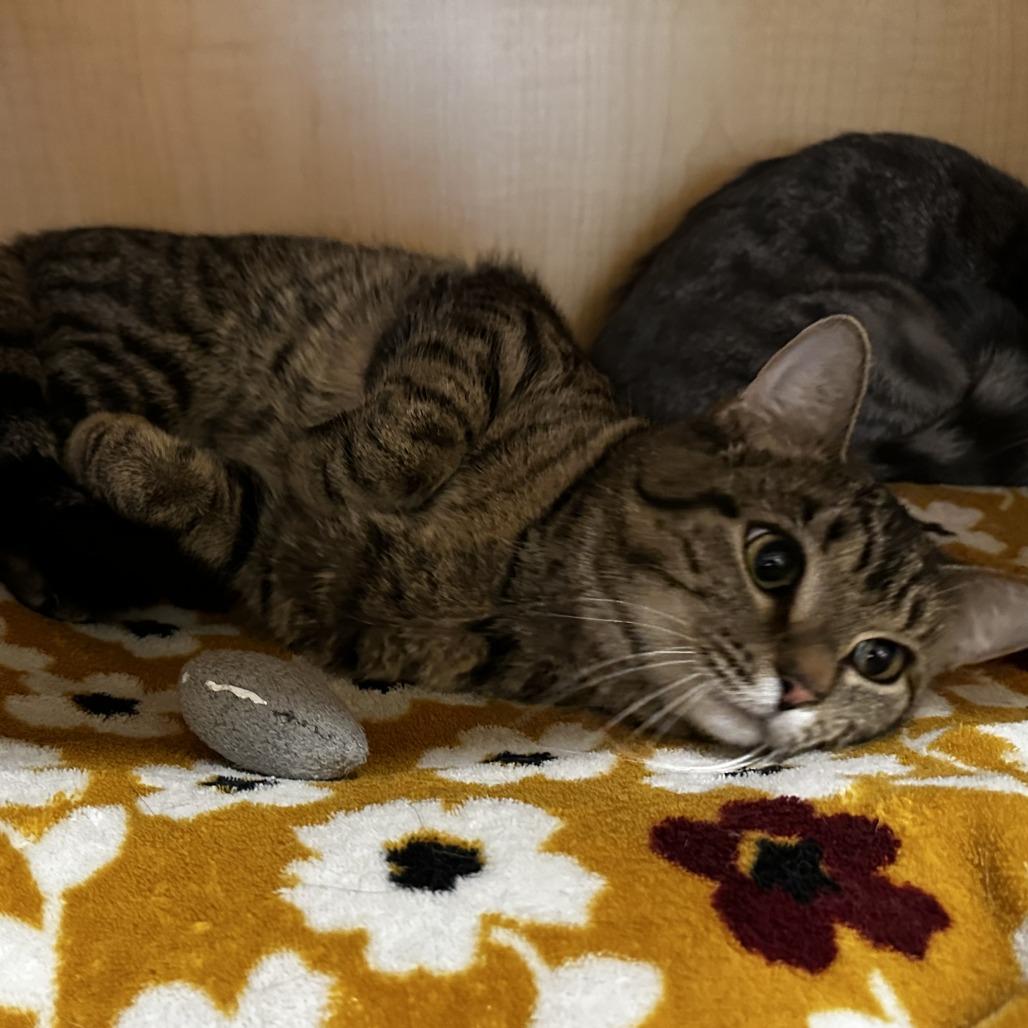 Enlarge Gigi, a Adoptable Domestic Short Hair in Washington Township, OH image 3/6