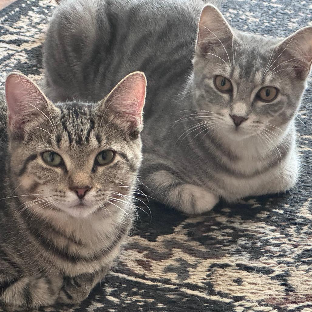 Enlarge Gigi, a Adoptable Domestic Short Hair in Washington Township, OH image 4/6