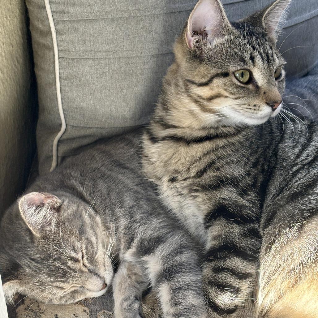 Enlarge Gigi, a Adoptable Domestic Short Hair in Washington Township, OH image 5/6