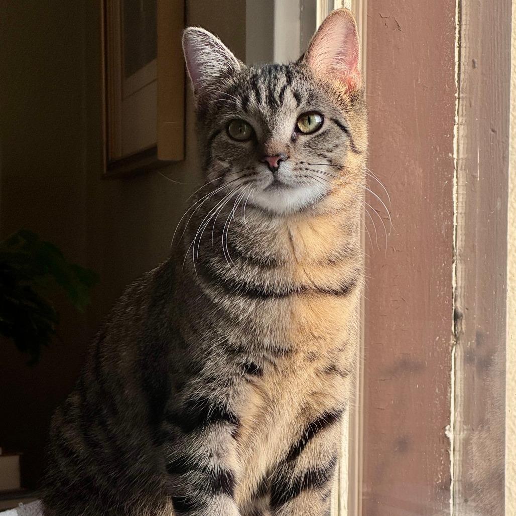 Enlarge Gigi, a Adoptable Domestic Short Hair in Washington Township, OH image 6/6