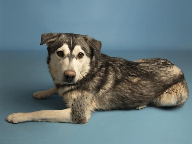 Enlarge MALLIE, a Adoptable Husky in Phoenix, AZ image 1/1