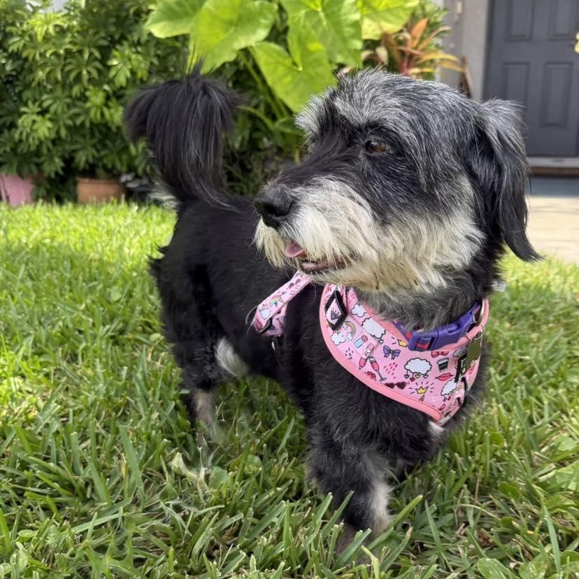 Enlarge Stormy, a Adoptable Miniature Schnauzer in Cape Coral, FL image 3/5