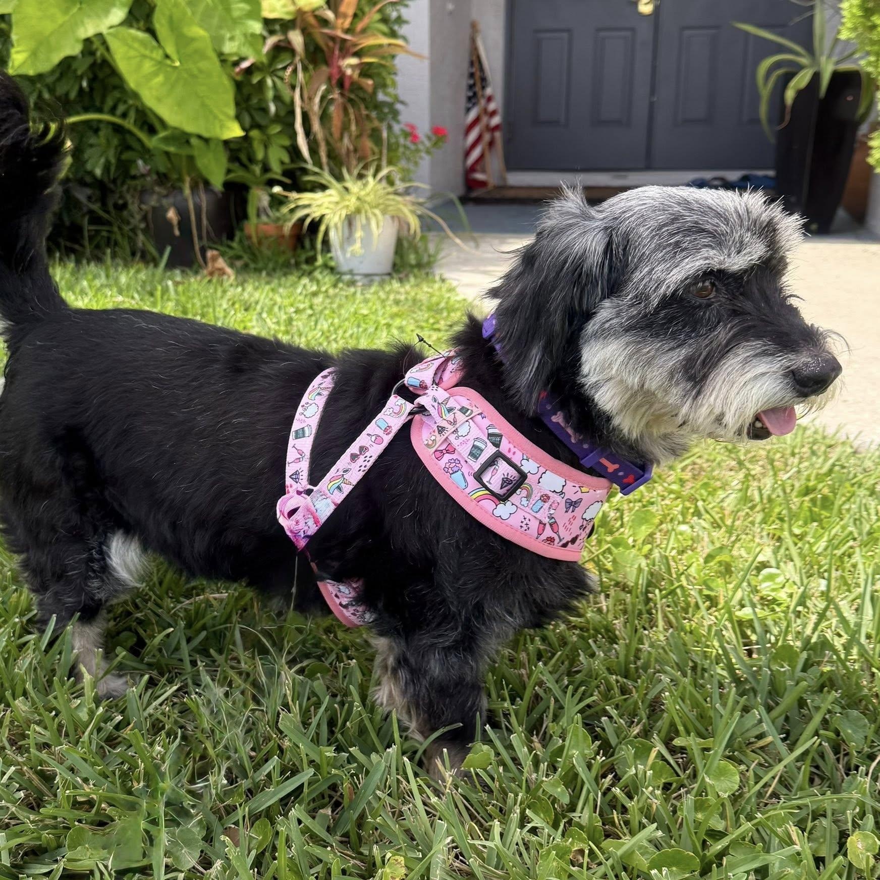 Enlarge Stormy, a Adoptable Miniature Schnauzer in Cape Coral, FL image 4/5