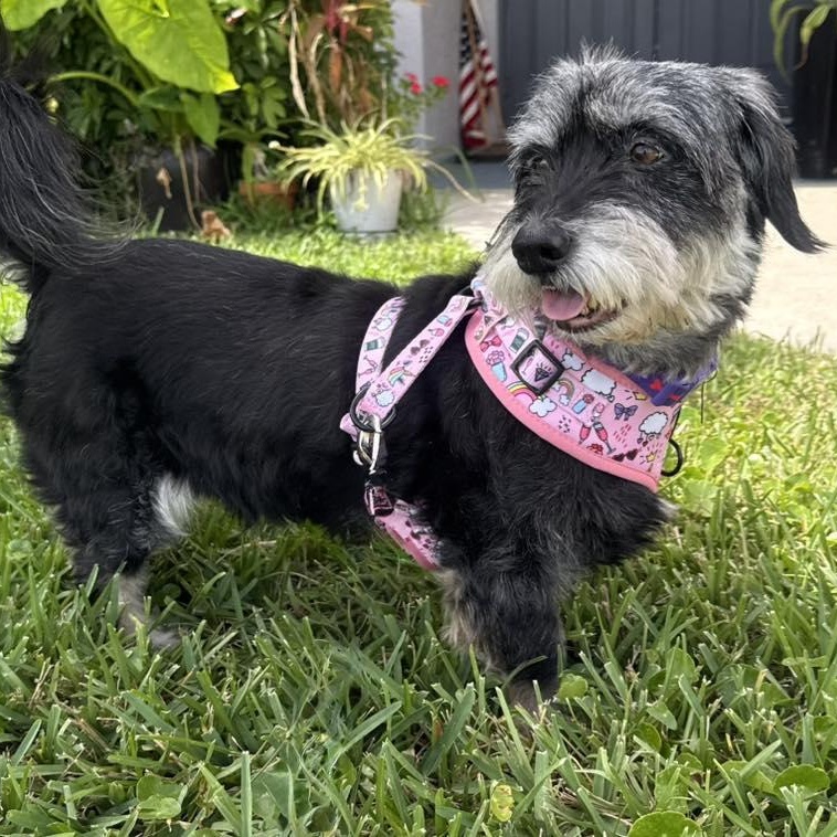 Enlarge Stormy, a Adoptable Miniature Schnauzer in Cape Coral, FL image 5/5