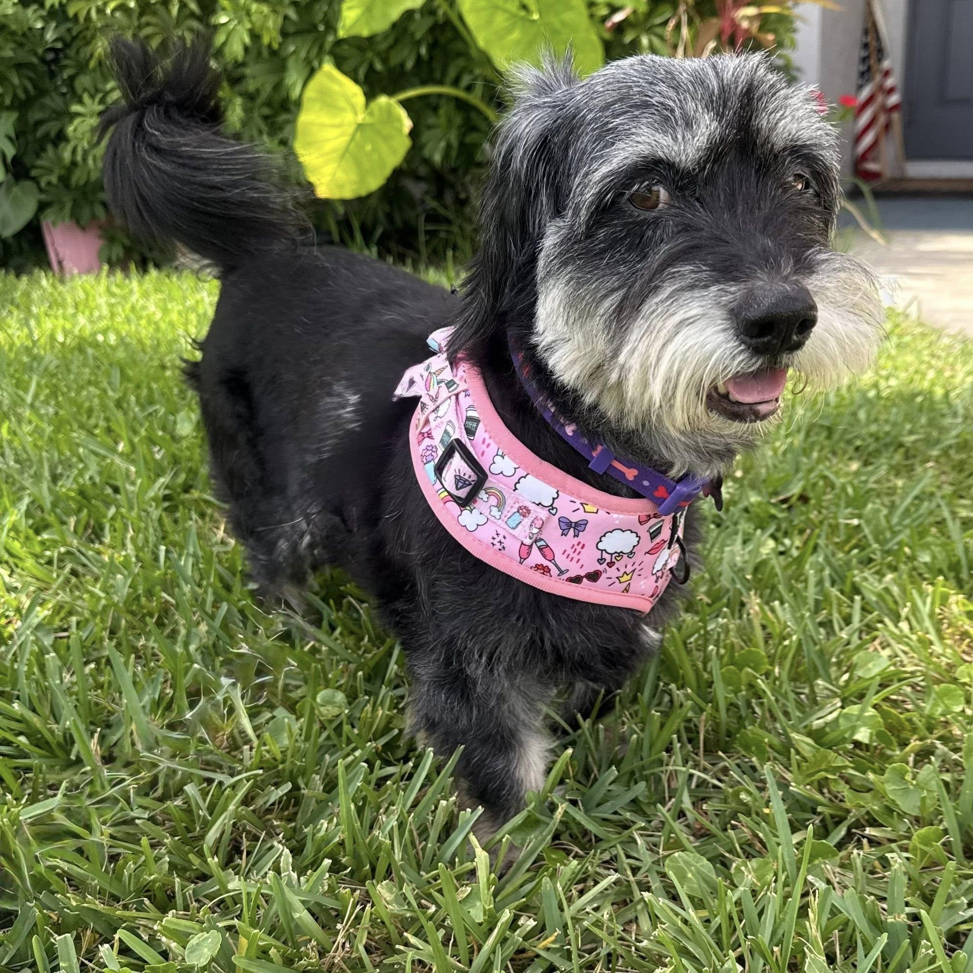 Enlarge Stormy, a Adoptable Miniature Schnauzer in Cape Coral, FL image 2/5