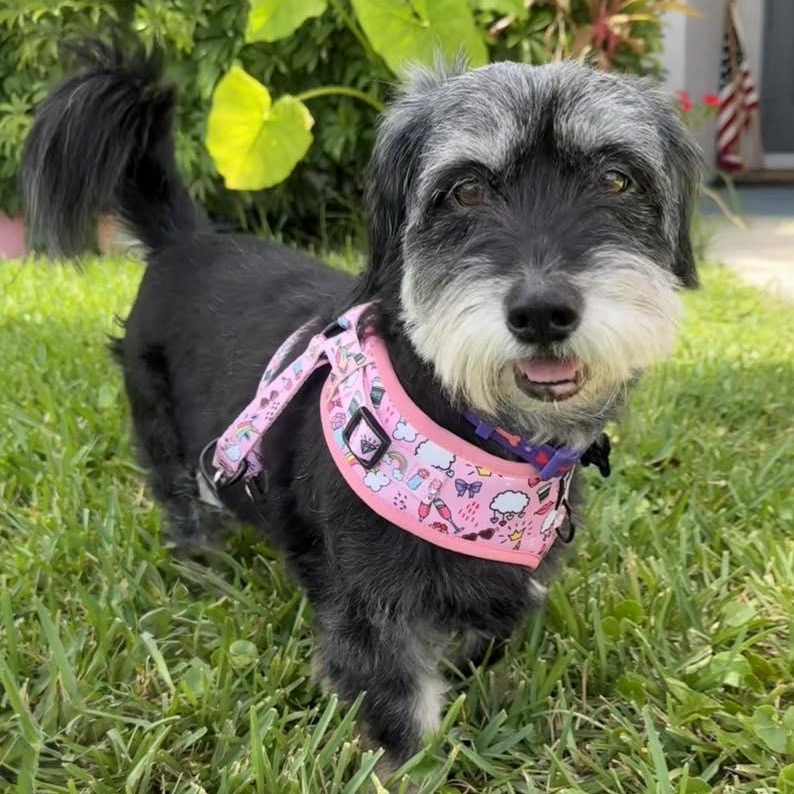 Stormy, Adoptable, Adult Female Miniature Schnauzer.