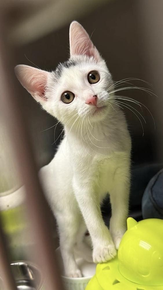 Luca, a Adoptable Domestic Short Hair in Fort Lauderdale, FL image 1/3