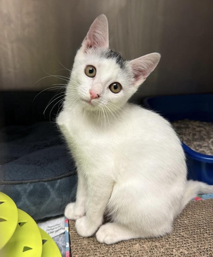Luca, a Adoptable Domestic Short Hair in Fort Lauderdale, FL image 2/3
