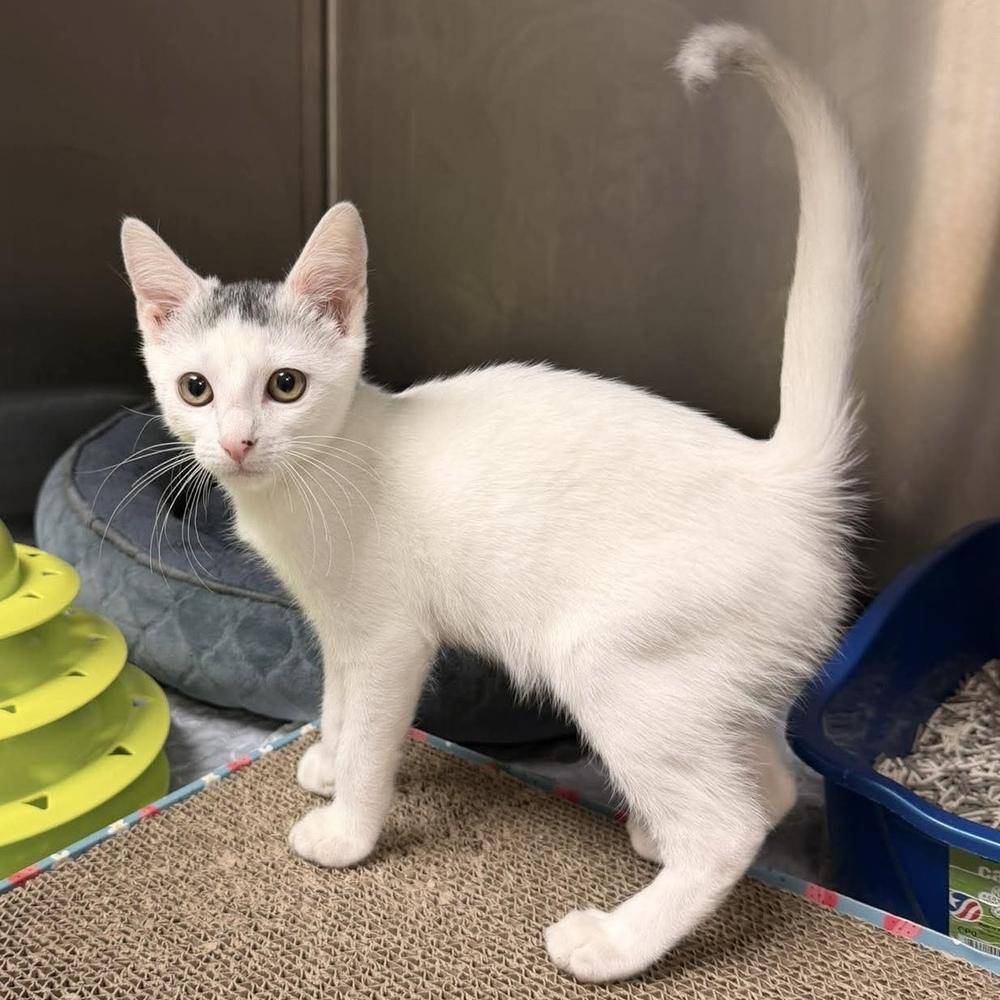 Luca, a Adoptable Domestic Short Hair in Fort Lauderdale, FL image 3/3
