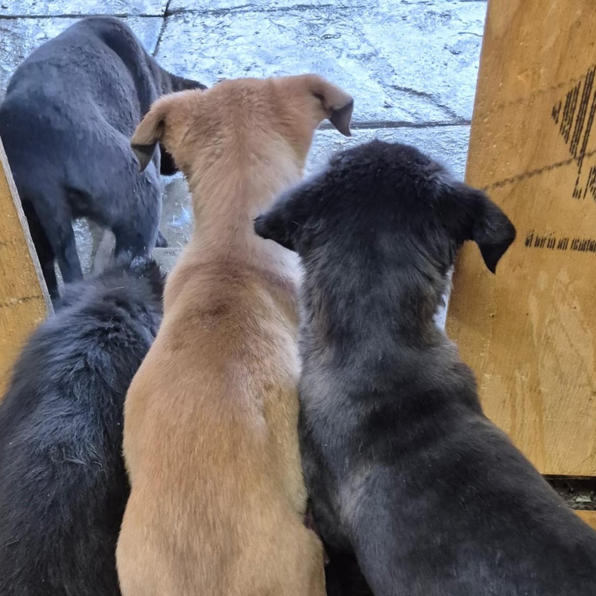 Enlarge Kayla , a Adoptable mixed breed in Richmond Hill, ON image 3/5