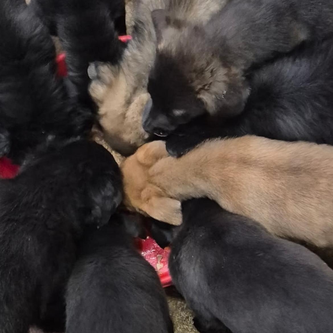 Enlarge Kayla , a Adoptable mixed breed in Richmond Hill, ON image 5/5