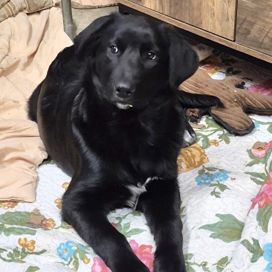 Enlarge Kayla , a Adoptable mixed breed in Richmond Hill, ON image 1/5