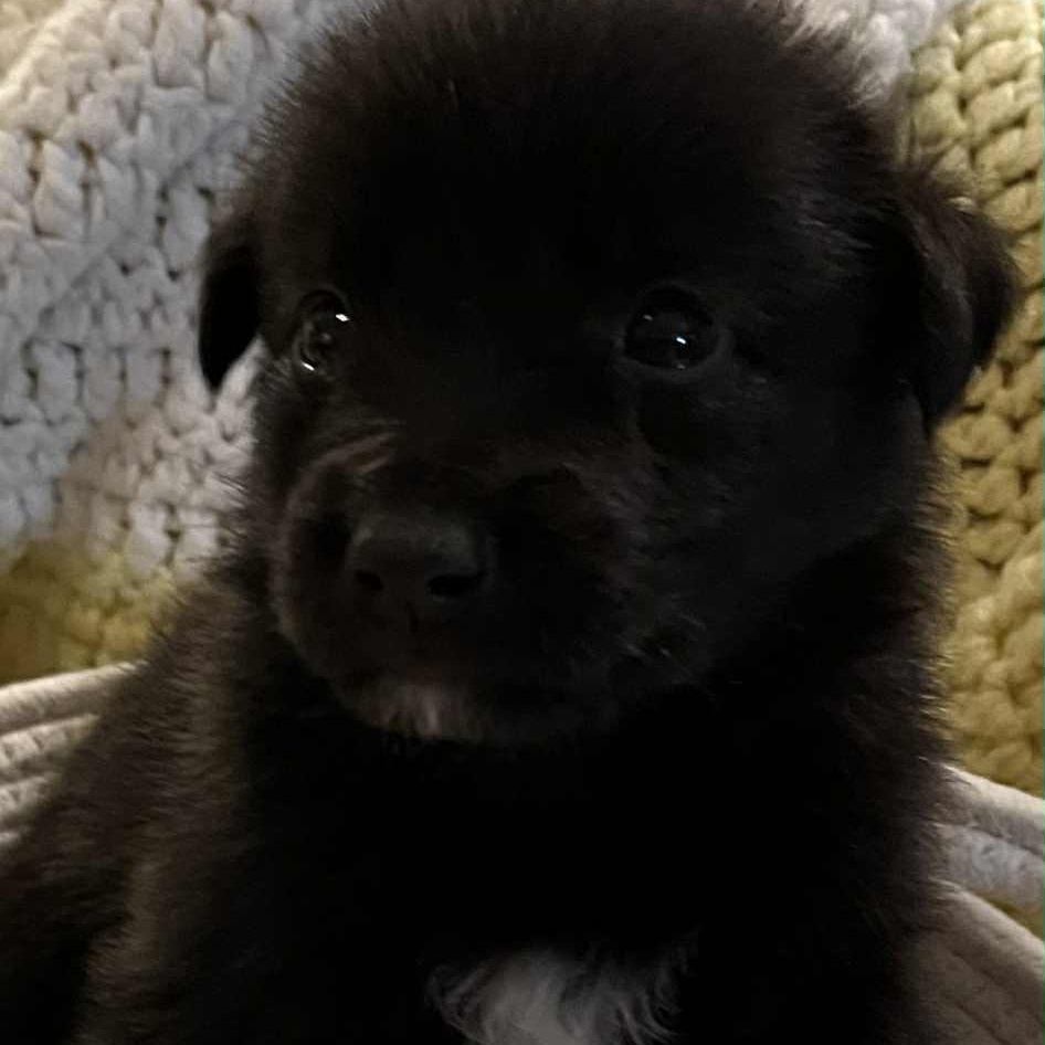 Enlarge Kayla , a Adoptable mixed breed in Richmond Hill, ON image 4/5