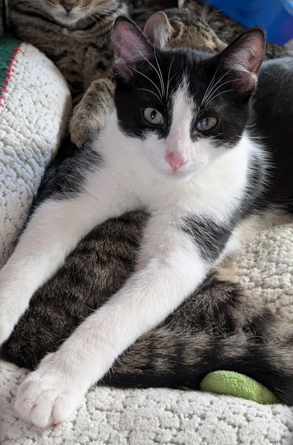 Kiitos, a Adoptable Domestic Short Hair in Adrian, MI image 1/2