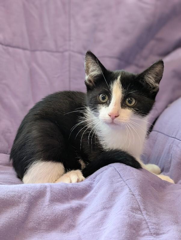 Kiitos, a Adoptable Domestic Short Hair in Adrian, MI image 2/2
