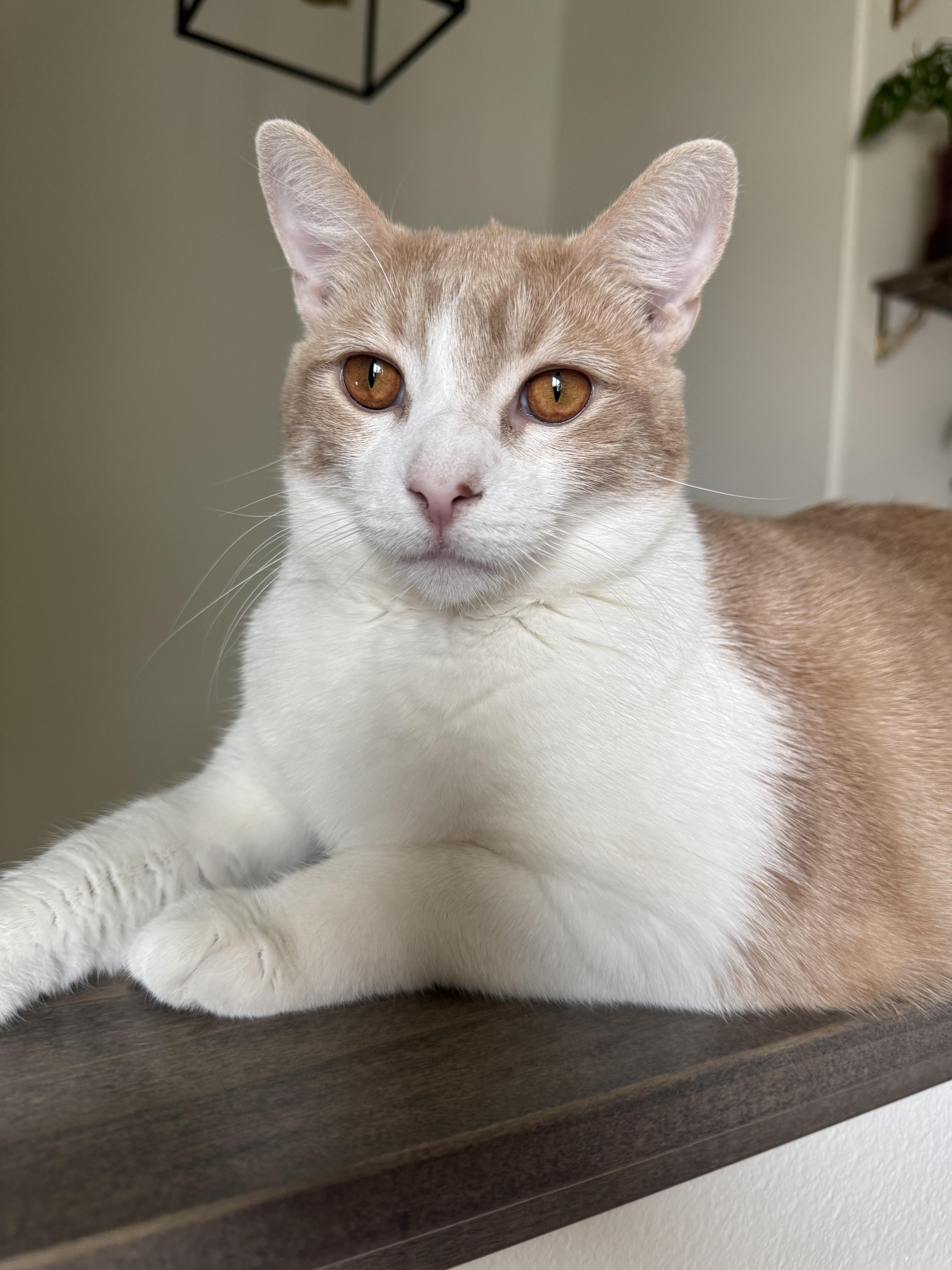 Enlarge Ike, a Adoptable Domestic Short Hair in Dickinson, ND image 1/1
