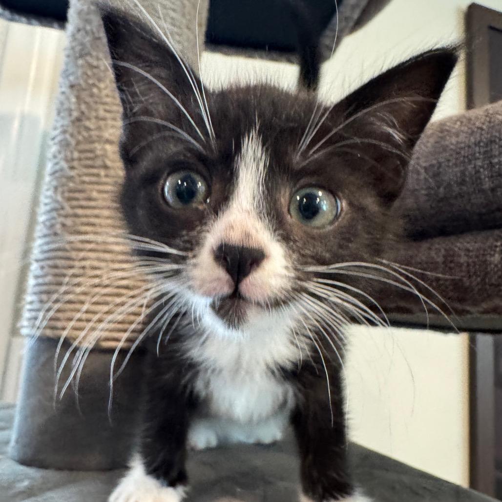 Inky, Adoptable, Kitten Female Domestic Short Hair.