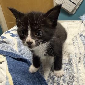 Inky, a Adoptable Domestic Short Hair in Escondido, CA image 2/3