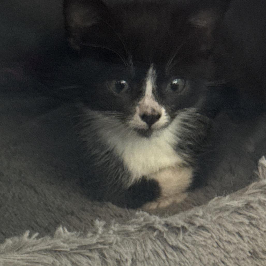 Inky, a Adoptable Domestic Short Hair in Escondido, CA image 3/3