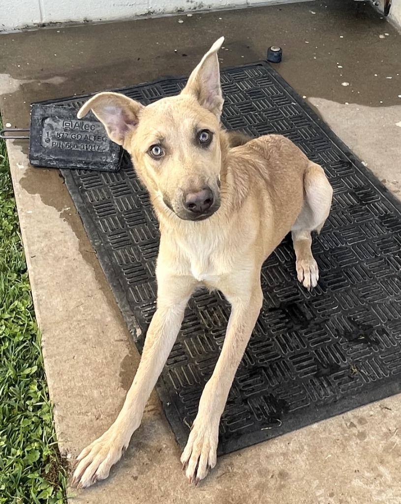Gunner*, a Adoptable mixed breed in Belton, TX image 1/5